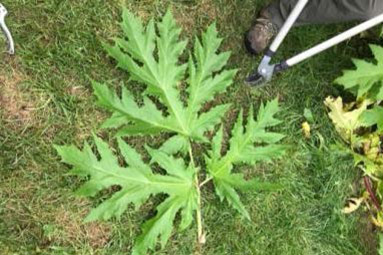 Giant hogweed leaf