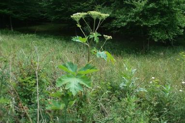 Cow parsnip in a field