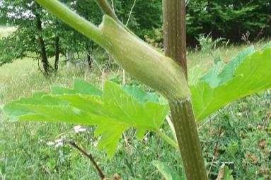 Cow parsnip stem