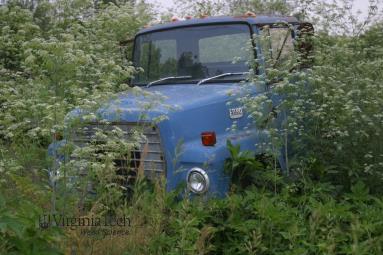 Poison hemlock growing around a truck.