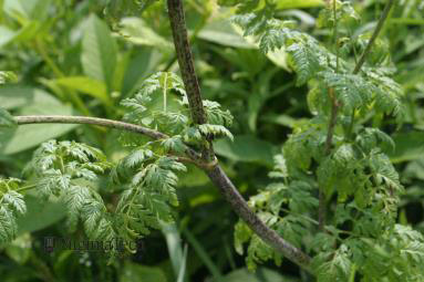 Poison hemlock stem