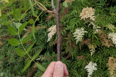 Elderberry stem and bark.