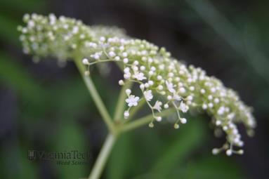 Elderberry flower.