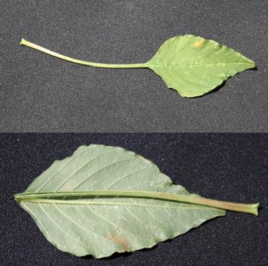 Fully developed Palmer amaranth leaves showing the length of the petiole (leaf stalk) which is as long or longer than the leaf. 