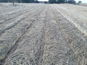 High residue rye cover crop prior to cotton planting. 