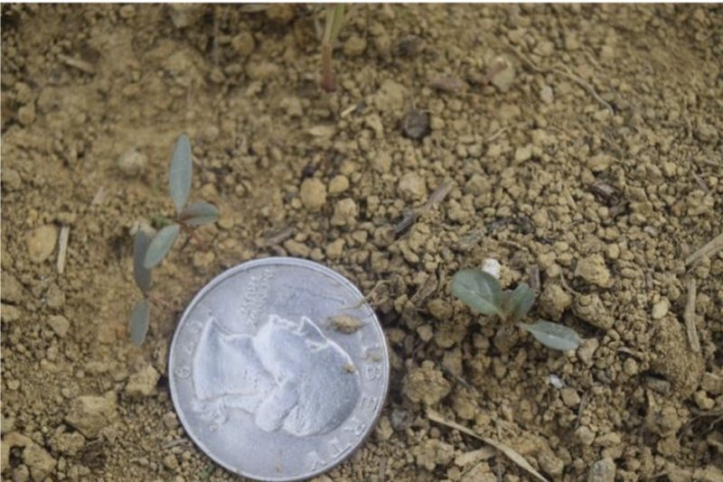 A quaters next to two palmer amaranth cotledons growing in soil that are about one half inch tall.