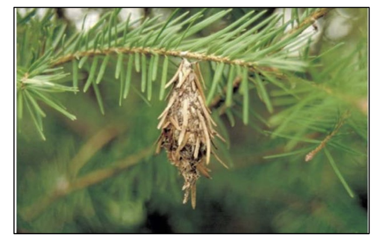 The brown cone-shaped bag of a bagworm hangs down from a conifer twig.