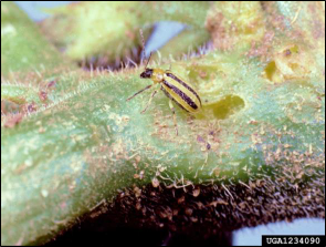 A greenish-yellow beetle with black stripes sits on a stem with several holes chewed in it.