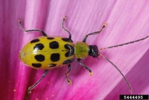 A greenish-yellow beetle with black spots sits on a pink petal.
