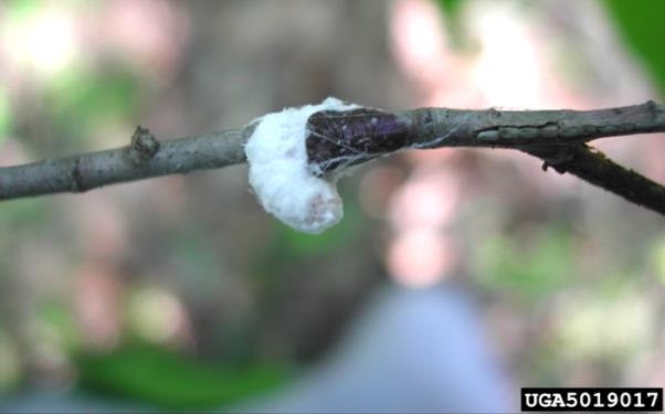 Figure 2, A twig with a single scale insect.