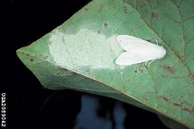 Figure 2. Female fall webworm laying eggs (Lacy L. Hyche, Auburn University, Bugwood.org).