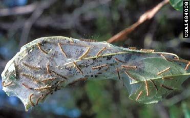 Figure 4. Fall webworm caterpillars on a silk nest (Steven Katovich, Bugwood.org).