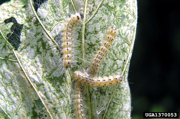 Figure 3. Fall webworm caterpillars (Milan Subrick, Forest Research Institute Slovakia, Bugwood.org).