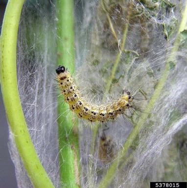 Figure 2. A caterpillar rests on green branches with webbing.