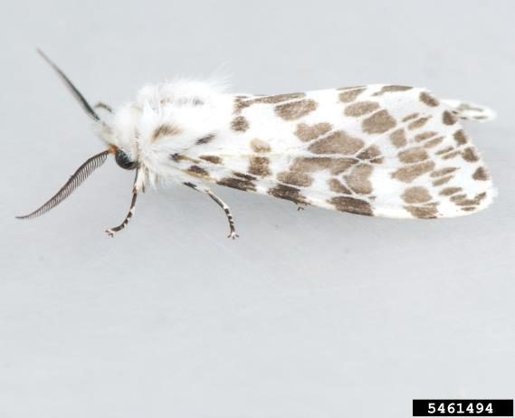 Figure 5. Fall webworm moth (Mark Dreiling, Bugwood.org).