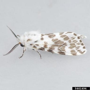 Figure 3. A white moth with dark spots on the wings.