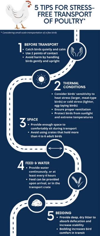 5 Tips for stress-fee transport of poultry roadmap infographic.