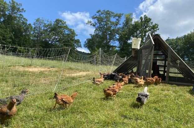 A group of chickens in a grassy field with poultry fencing and a chicken coop.