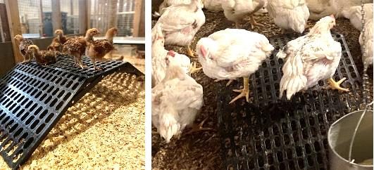 on left,  meat-type birds sitting or standing on a plastic perforated platform. On right, two fast-growing meat-type chickens stand on a black, perforated perch in a pen.