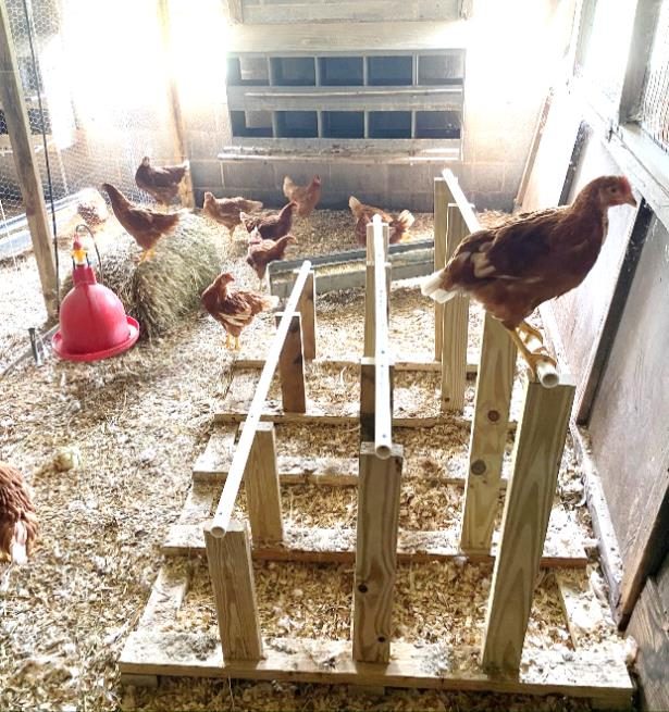 A flock of brown pullets housed in a pen with litter, hay, feed and water. One bird is perching while others are elsewhere in the pen. 