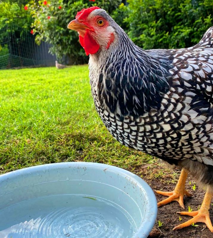 Figure 3: Black and white hen is drinking water from a white tub in a grassy field. 