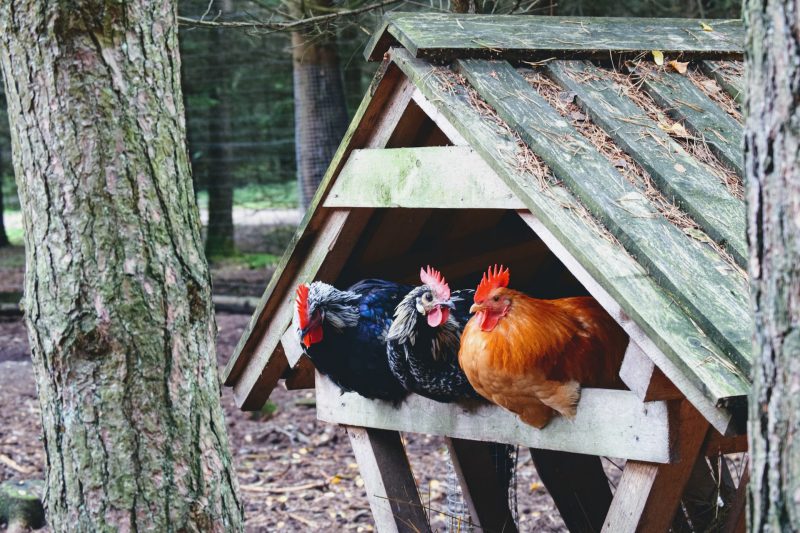 Two black hens and one red hen perched inside their wood coop but facing outside next to a large gray tree trunk.