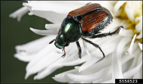 An adult Japanese beetle rests on the petals of a daisy.