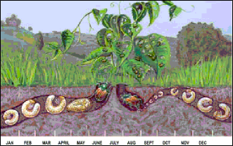 An illustration depicting the life cycle and development of the Japanese beetle throughout the year.