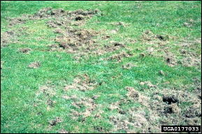 A lawn is badly damaged by the feeding of Japanese beetle larvae and by other animals digging up the larvae for food.
