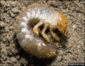 A C-shaped Japanese beetle larva on the soil surface.