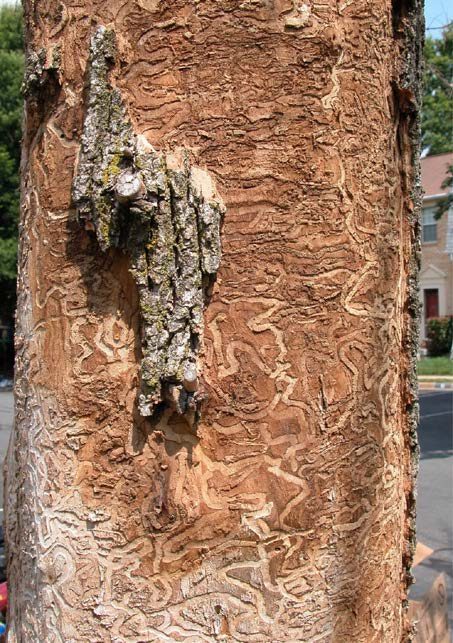 s-shaped tunnels under bark from emerald ash borer