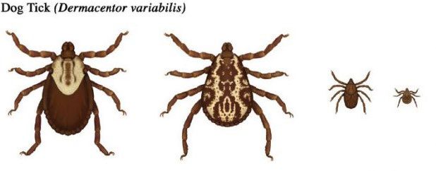 Figure 1, An adult male, adult female, nymph, and larva of the American dog tick.