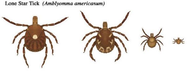 Figure 2, An adult male, adult female, nymph, and larva of the Lone Star tick.