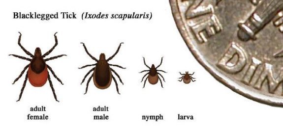 Figure 3, An adult male, adult female, nymph, and larva of the deer or the blacklegged tick beside a dime for comparison of sizes.
