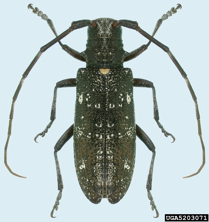 A closeup image of a large dark-colored pine sawyer beetle with patches of white scales and long antennae.
