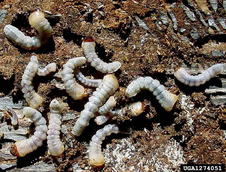 A mass of pine sawyer larvae exposed from under the bark of an infested tree.