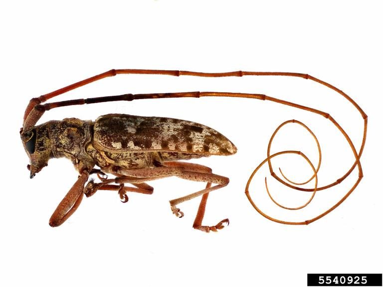 A lateral view of a large reddish-brown pine sawyer beetle with  very long antennae.
