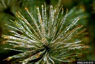 A cluster of pine needles covered with white pine needle scales.