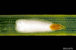 A close up of a single pine needle scale on a conifer needle.