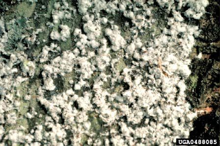 Figure 1, A closeup of a tree trunk covered with fluffy material secreted by many insects.