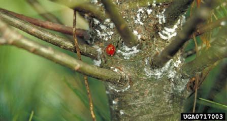 Figure 3, An adult ladybird beetle feeding on pine bark adelgids on a pine trunk.