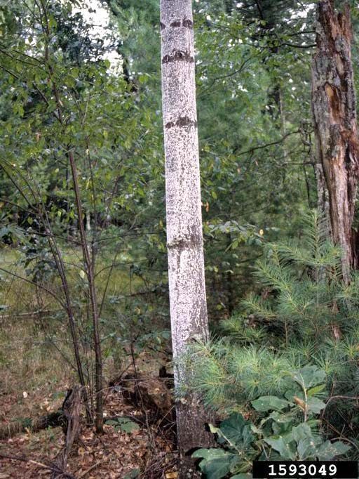Figure 4, A pine tree in the forest with its trunk completely covered with pine bark adelgids.