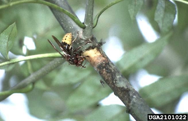 An adult European hornet chewing the bark off a twig.