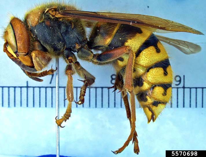 A closeup of an adult European hornet.