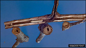 A larva of the twig pruner rests inside its tunnel in a small branch. The cut ends of several small twigs show the characteristic oval shape to the tunnel of this species.