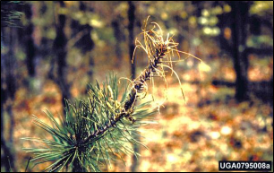 Pine bough with defoliation by Virginia pine sawfly larvae.