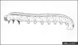 A black and white line drawing of a Virginia pine sawfly larva.