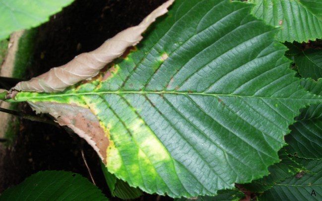 Figure 1A. Characteristic marginal scorch symptoms of bacterial leaf scorch with a band of yellow between brown and green tissue on elm leaves.