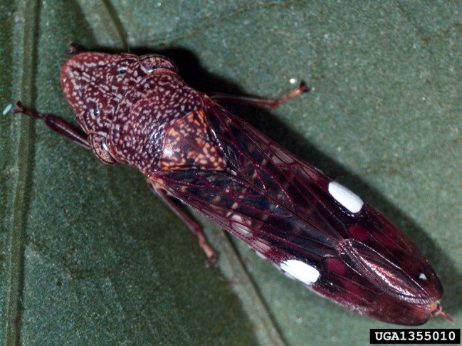 Figure 4. This adult glassy-winged sharpshooter (Homalodisca vitripennis) is a type of leafhopper and a known vector of Xylella fastidiosa.
