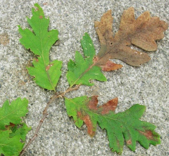 Figure 2. This oak was confirmed positive for bacterial leaf scorch, yet the leaf symptoms do not include a band of yellow between brown and green tissue.